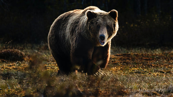 Grizzly Bear Attacks: Two Hunting Survival Stories