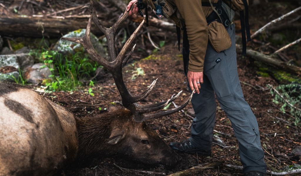What Is the Best Month to Hunt Elk? MTNTOUGH