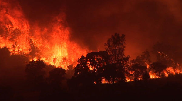 Into the Fire: Leading through Crisis - Pulaski vs Dodge