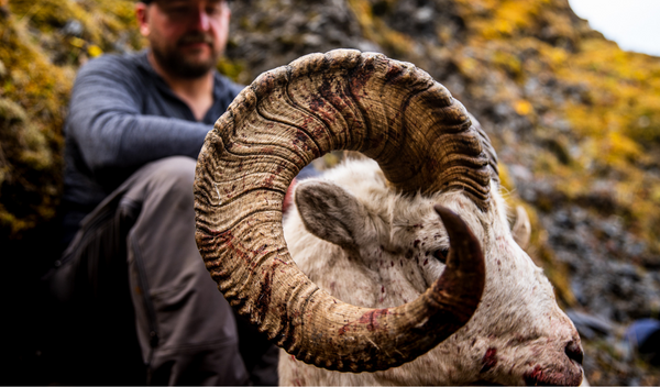 How to Identify a Legal Ram While Dall Sheep Hunting
