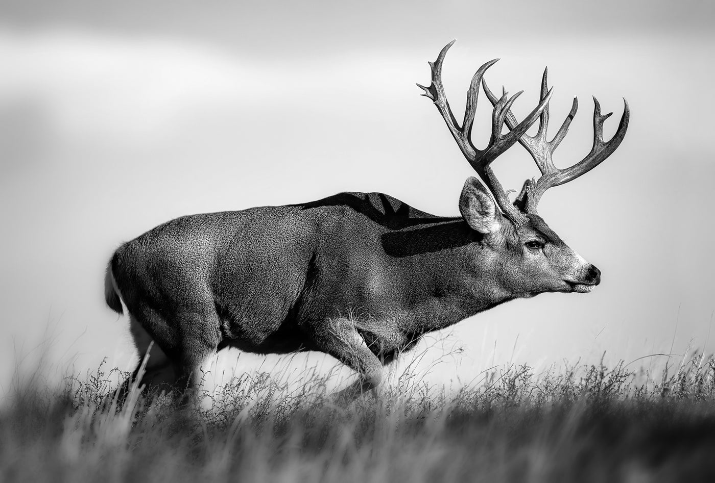 Tough Buck