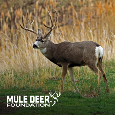 mule-deer-foundation